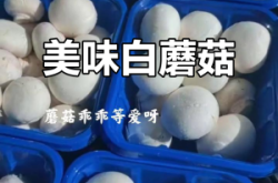 赤峰白蘑菇醬,廠家電話