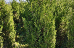 赤峰檜木團購地址電話查詢號碼