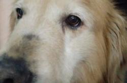 赤峰領(lǐng)養(yǎng)寵物店地址電話號(hào)碼