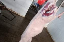 內(nèi)蒙古赤峰牛羊收購(gòu)電話號(hào)碼