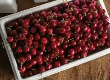 赤峰市櫻桃批發(fā)電話號(hào)碼