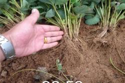 赤峰露天草莓種植基地電話地址