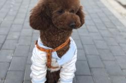 赤峰柚米寵物店電話號(hào)碼