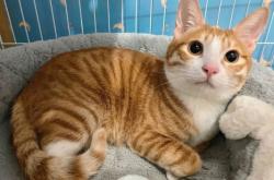 赤峰圣亞寵物醫(yī)院電話號(hào)碼