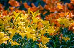 赤峰紅葉谷景區(qū)電話多少號