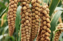 赤峰谷子購銷電話號碼查詢