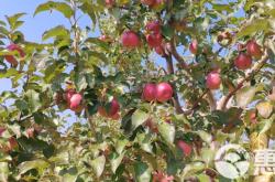 赤峰批發(fā)基地電話號(hào)碼多少