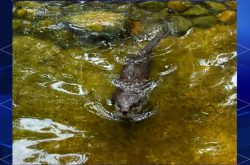 赤峰紅山區(qū)寵物樂(lè)園電話號(hào)碼