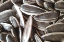 赤峰瓜子收購商電話號碼查詢