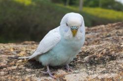 赤峰市鸚鵡商店電話地址查詢