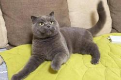 赤峰領(lǐng)養(yǎng)寵物貓地址電話查詢