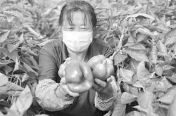 赤峰青椒收購(gòu)電話多少號(hào)啊