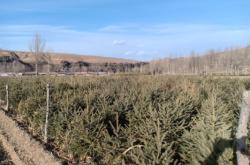 赤峰買賣松樹電話號碼多少號