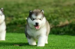 赤峰狗場聯(lián)系電話