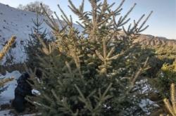 赤峰求購云杉樹電話多少號(hào)