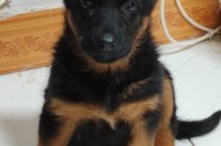 赤峰白德牧幼犬出售電話號碼