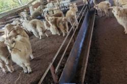 赤峰綿羊養(yǎng)殖群電話號碼查詢