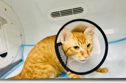 赤峰市飛飛寵物醫(yī)院電話號碼