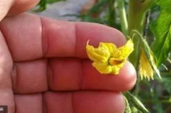 赤峰免授粉批發(fā)商電話號(hào)碼