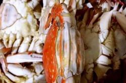 赤峰鳳城面包店電話地址查詢