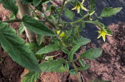 赤峰共享菜園電話多少啊