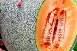 赤峰賣香瓜苗電話號(hào)碼是多少