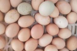 赤峰賣土雞蛋電話號(hào)碼多少