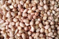 赤峰市粽子批發(fā)電話號碼