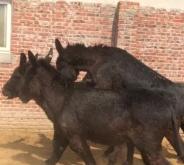 赤峰毛驢屠宰場地址電話號碼