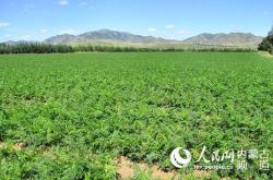 赤峰種植基地電話多少號