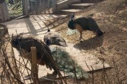 赤峰紅山區(qū)森林公安電話號碼