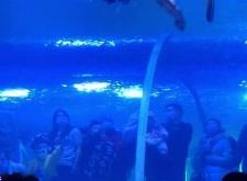 赤峰海洋館訂票電話號(hào)碼是多少