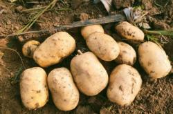 赤峰附近回收土豆電話是多少號(hào)