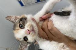 赤峰寵物店出售貓咪電話號碼