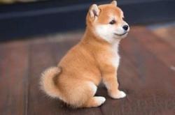 赤峰自家柴犬售賣地址電話號碼