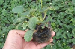 赤峰烏丹草莓種植基地電話號(hào)碼