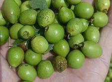 赤峰市寧城酸棗收購電話號碼