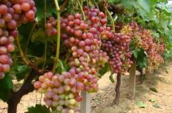 赤峰同城送葡萄電話號(hào)碼查詢