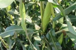 赤峰李靜水果批發(fā)電話號碼