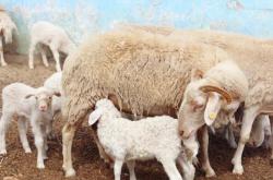 赤峰多胎羊養(yǎng)殖基地電話號(hào)碼