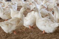 赤峰賣臭鴨蛋的電話地址是多少