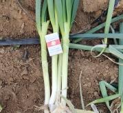 赤峰烏發(fā)批發(fā)市場電話號碼