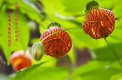 赤峰紅粉燈籠餐飲店電話號碼