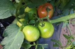 赤峰寧城草莓柿子采摘園電話號碼