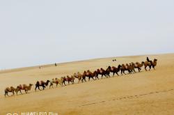 赤峰駱駝酒廠電話地址是多少號(hào)