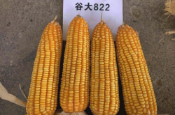 赤峰苞米種廠家有哪些電話號(hào)碼