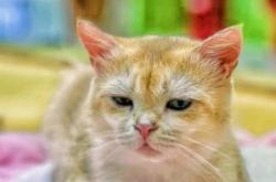 赤峰寵悅萌寵酒店電話號(hào)碼