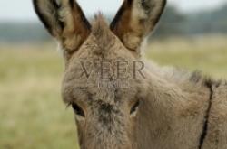 赤峰小驢代駕電話號碼多少