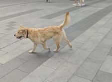 赤峰錦山狗場(chǎng)電話號(hào)碼多少