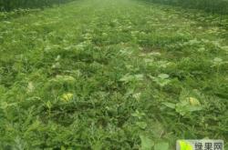 赤峰小磊西瓜代收電話號(hào)碼